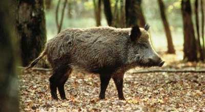 chasse-galey